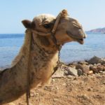 Ras Abu Calum Camel Trip
