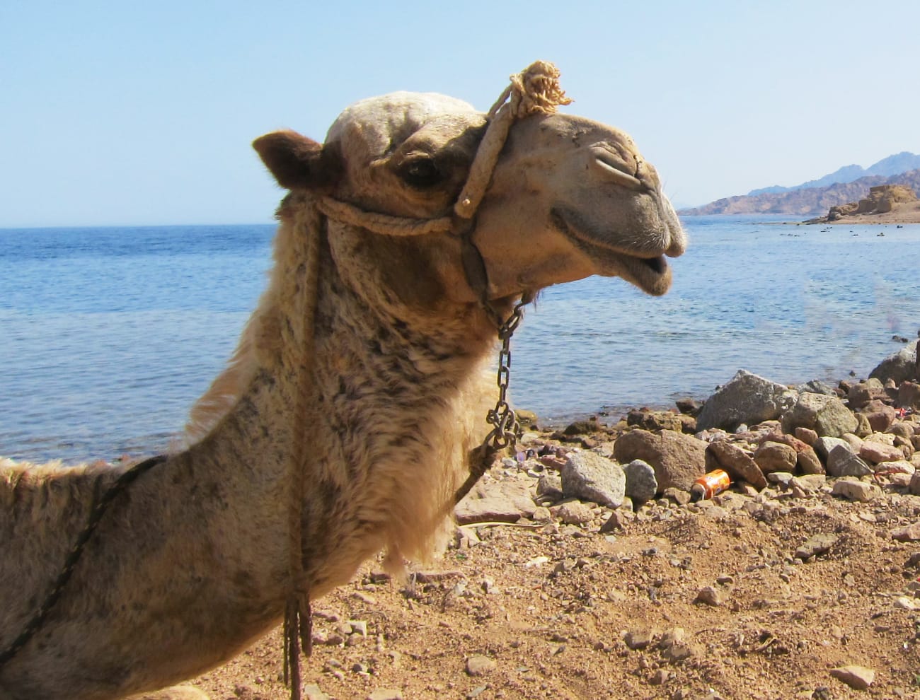 Ras Abu Calum Camel Trip