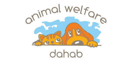 Animal Welfare Dahab