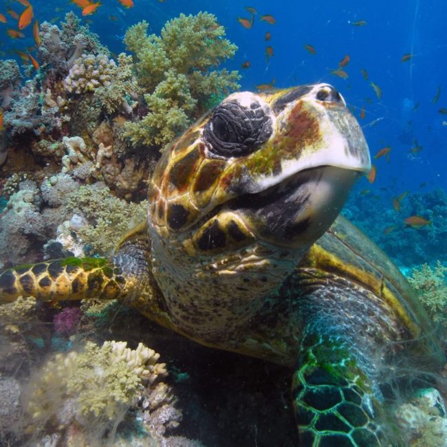 DIVE URGE ⎮ Fantastic Holidays in Dahab