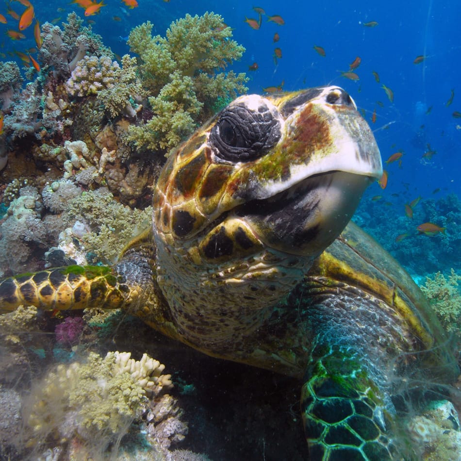 Dive Urge Dahab and a super cute turtle