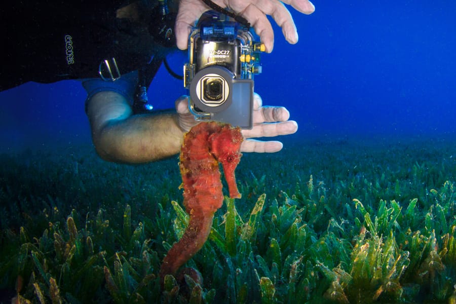 PADI Underwater photography specialty course